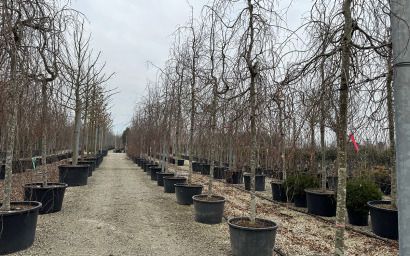 sylvatic fagus "pendula"